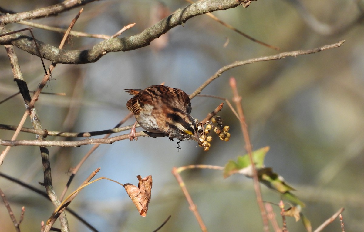 גיבתונית לבנת-גרון - ML644382762