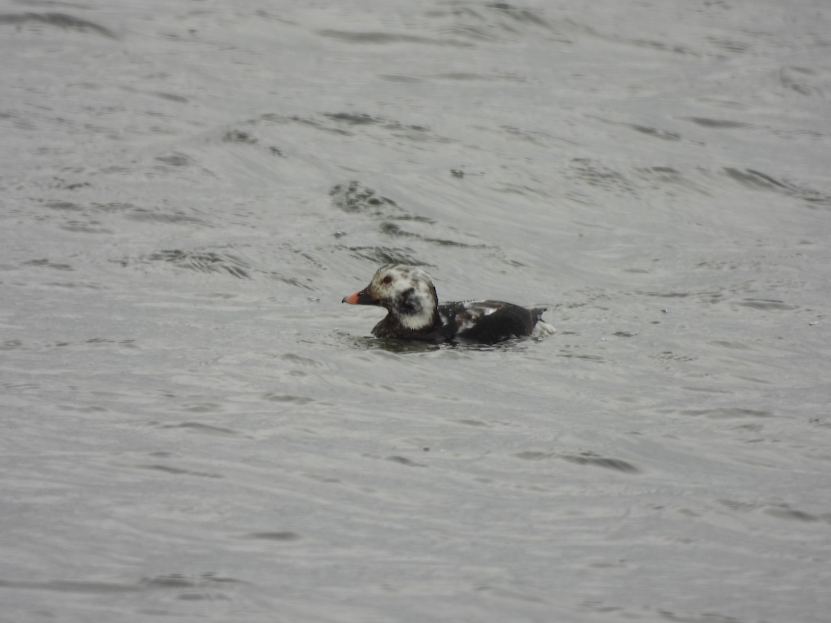Long-tailed Duck - ML644382766