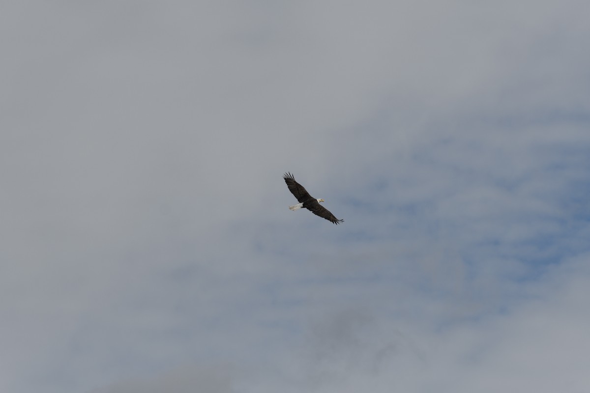 orel bělohlavý - ML644382780