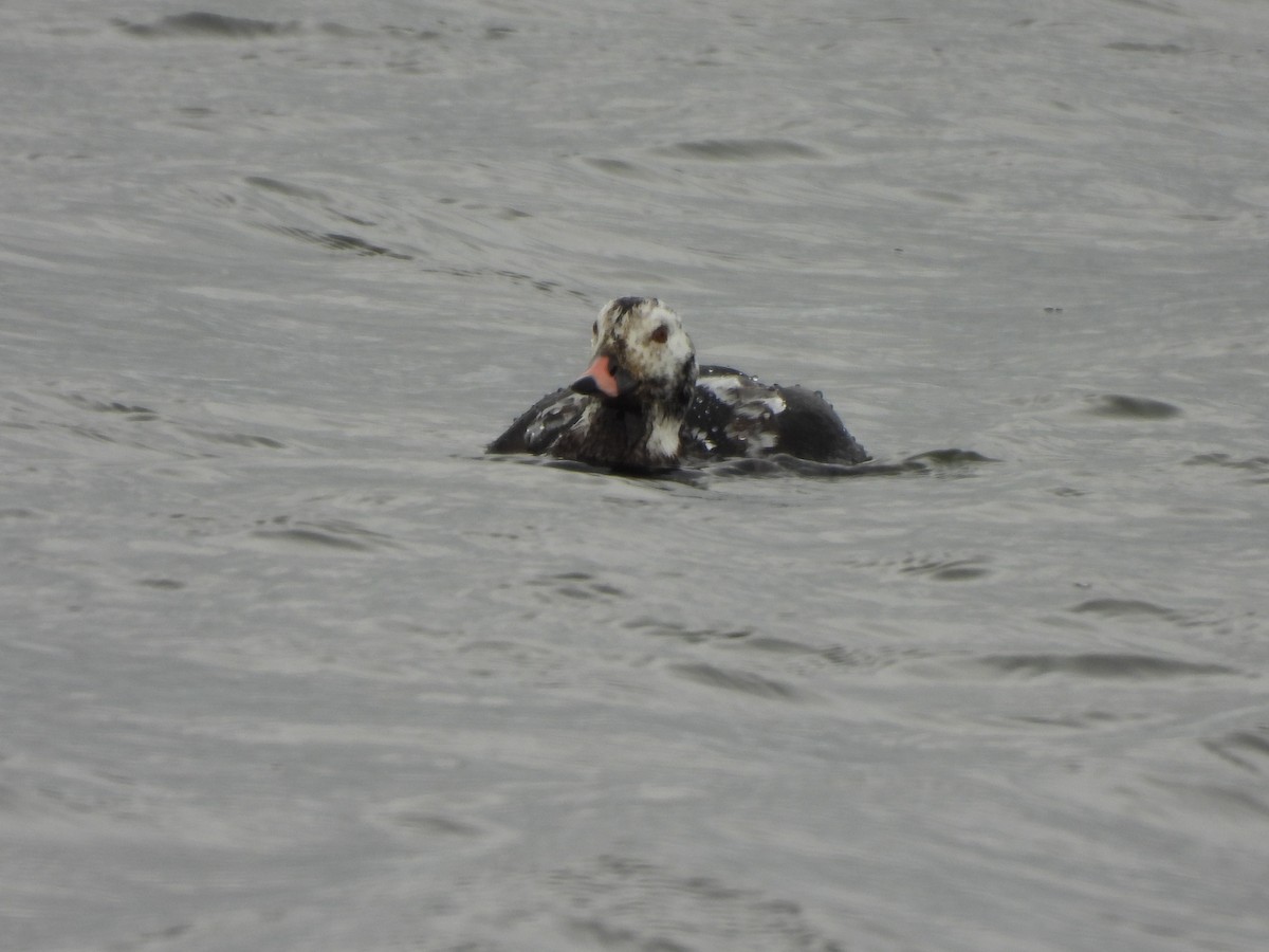 Long-tailed Duck - ML644382786