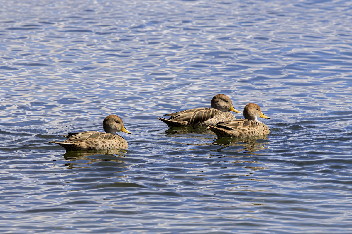 Шилохвіст жовтодзьобий - ML644382792