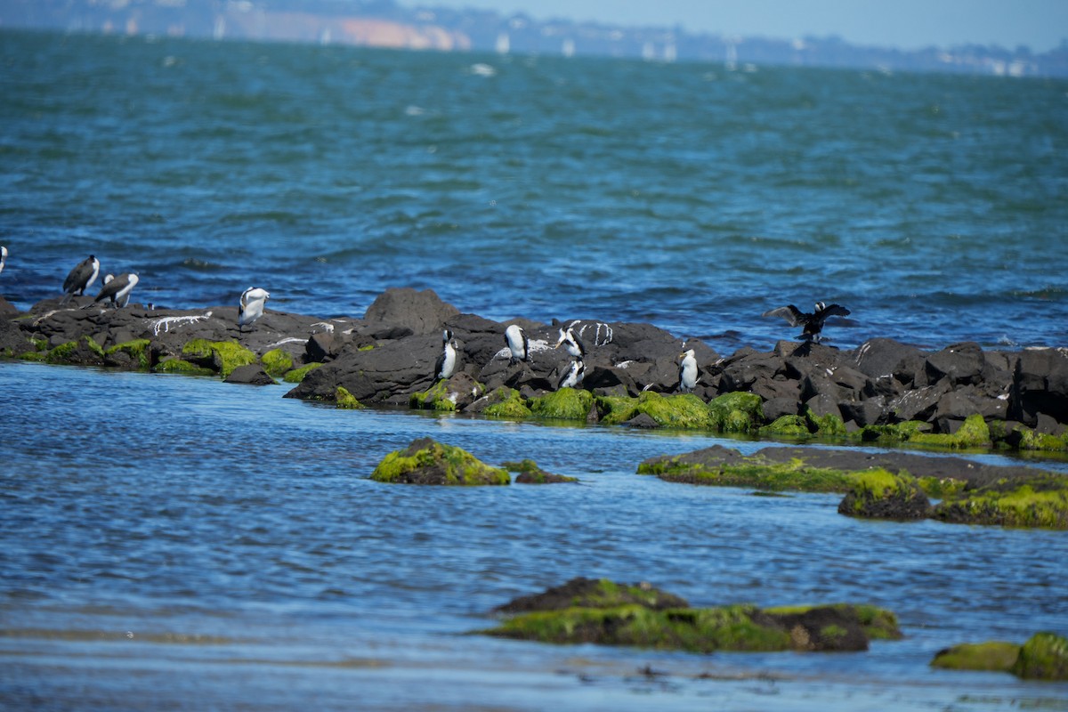 Pied Cormorant - ML644382793