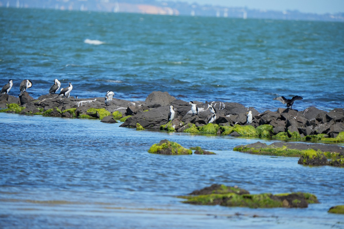 Pied Cormorant - ML644382794