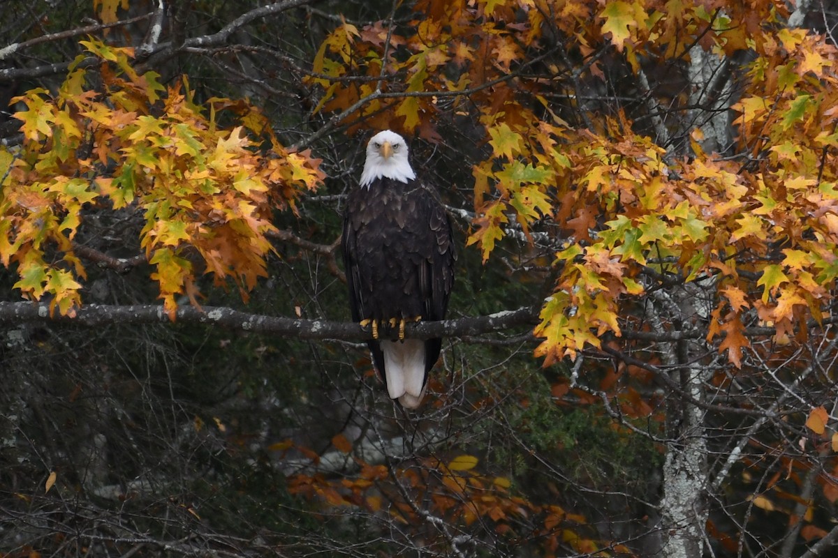 orel bělohlavý - ML644382798