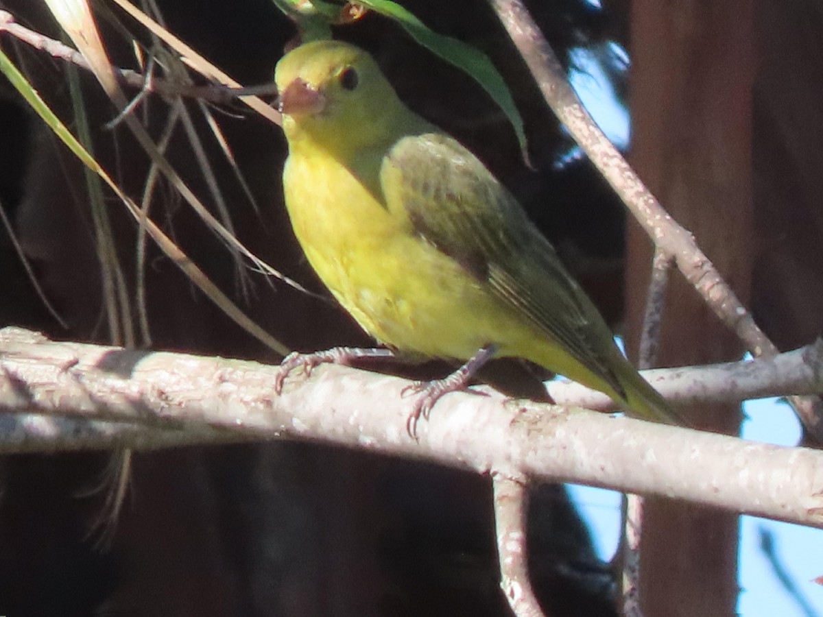 Scarlet Tanager - ML644382810