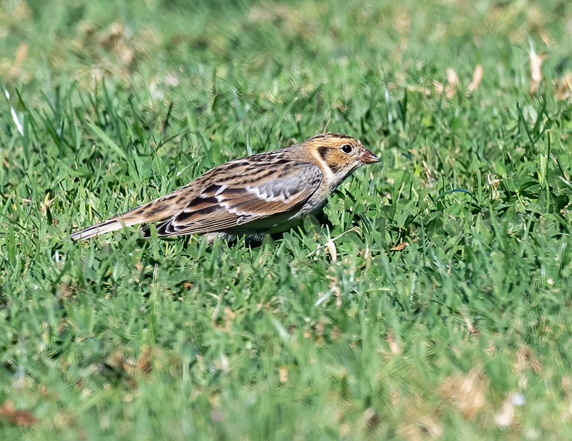 Подорожник лапландський - ML644382817