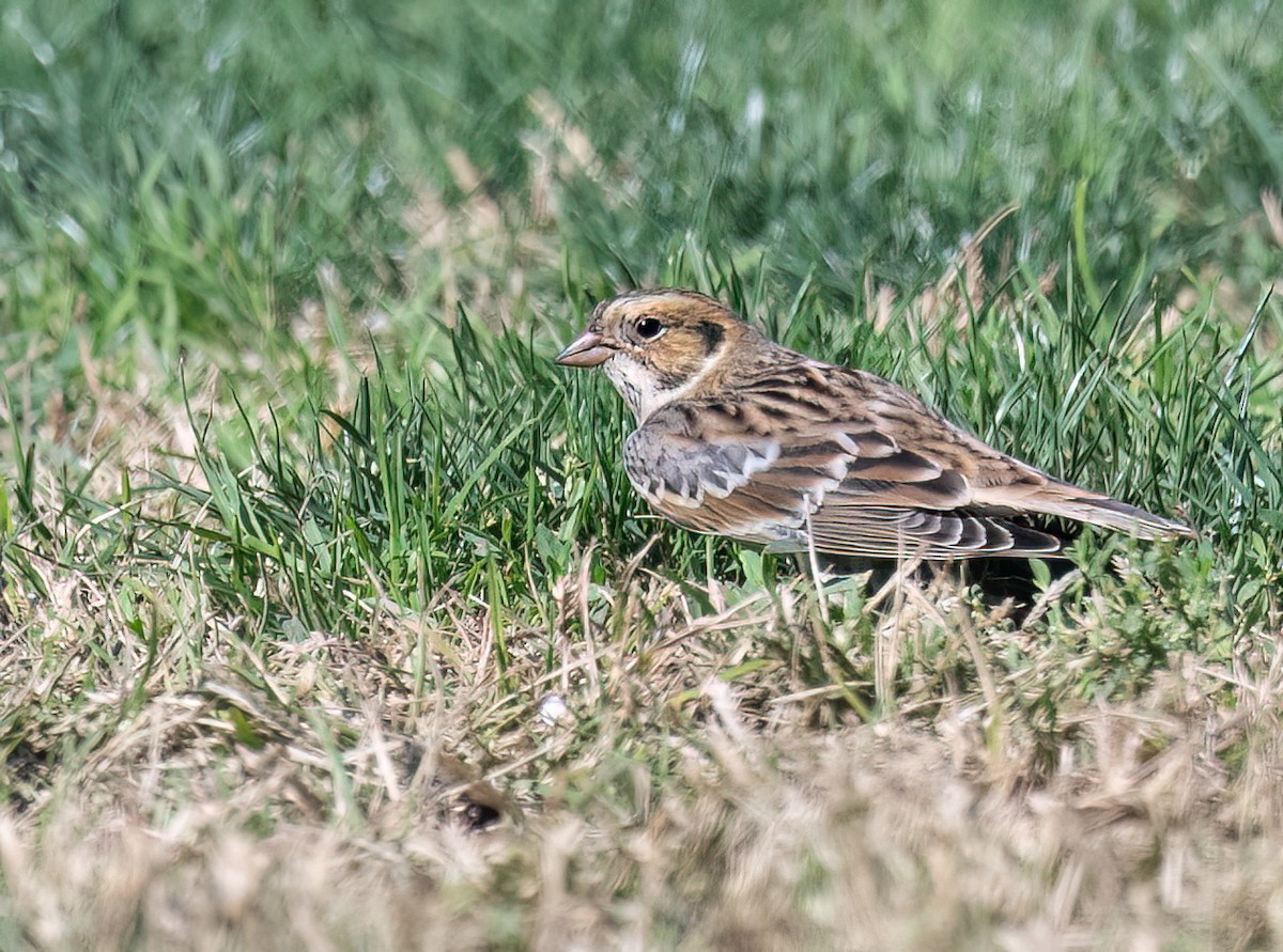 Подорожник лапландський - ML644382819