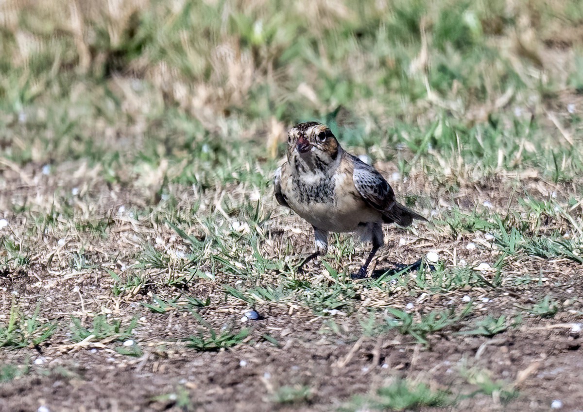 Подорожник лапландський - ML644382822