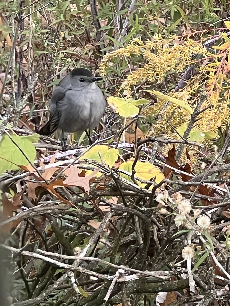 Moqueur chat - ML644382835