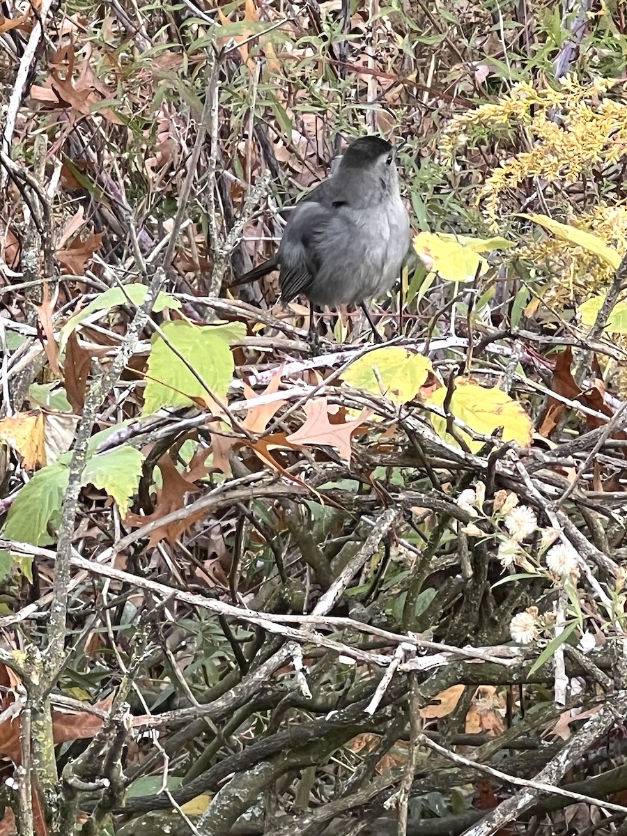 Moqueur chat - ML644382837