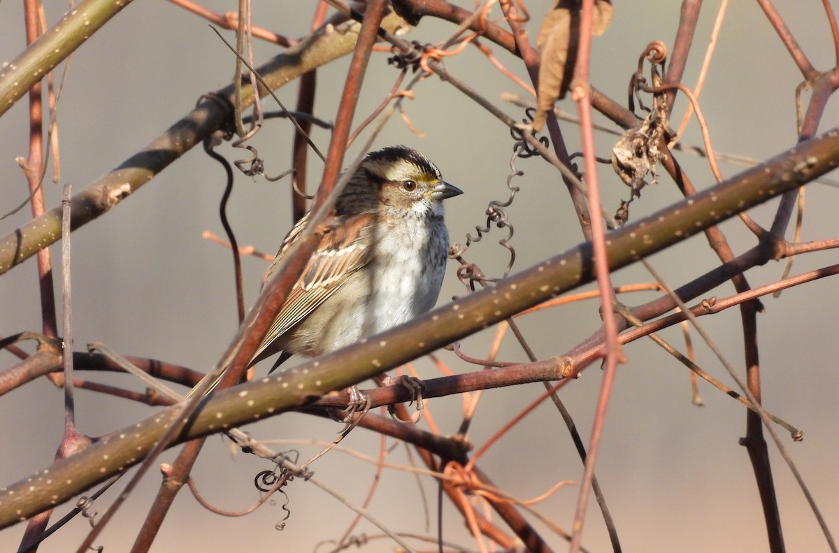 גיבתונית לבנת-גרון - ML644382843