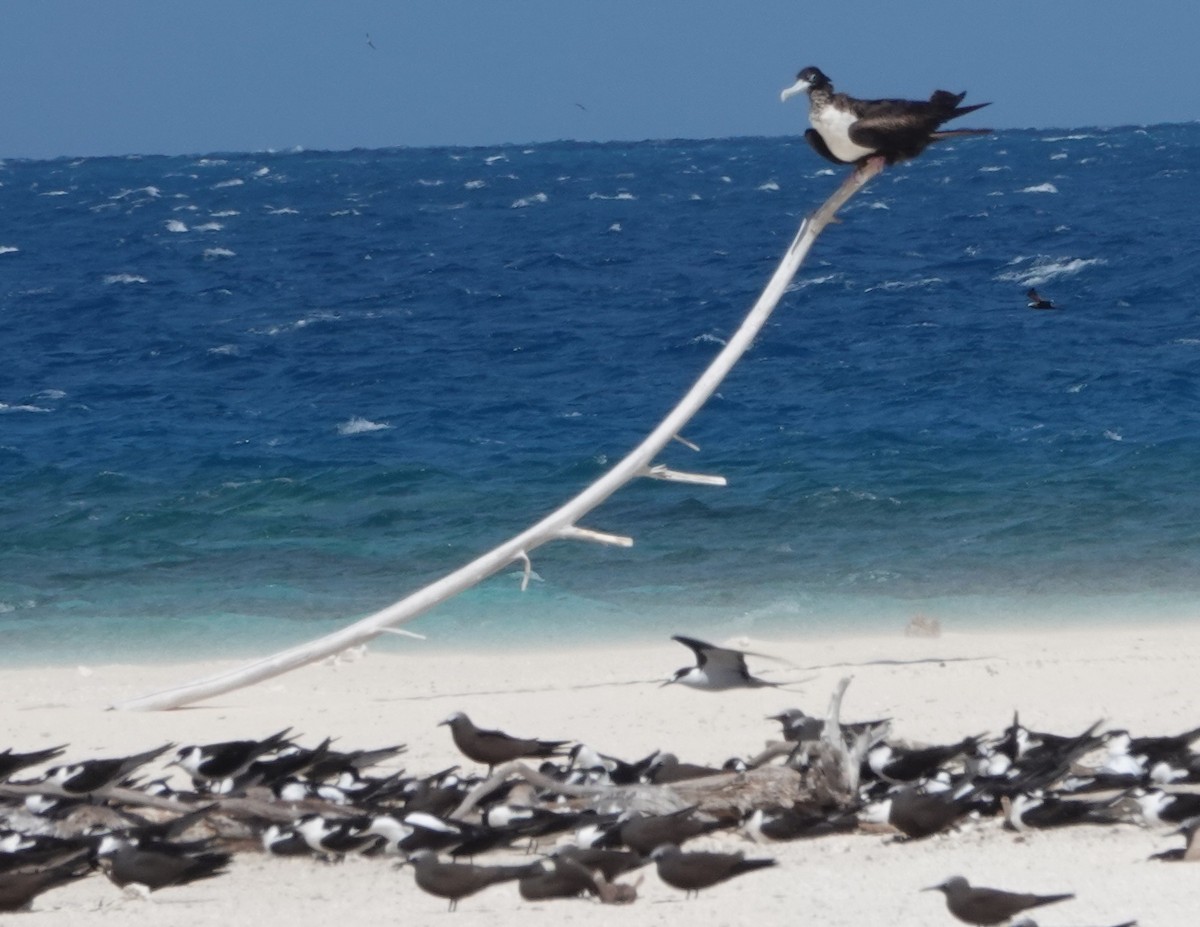 Great Frigatebird - ML644382844