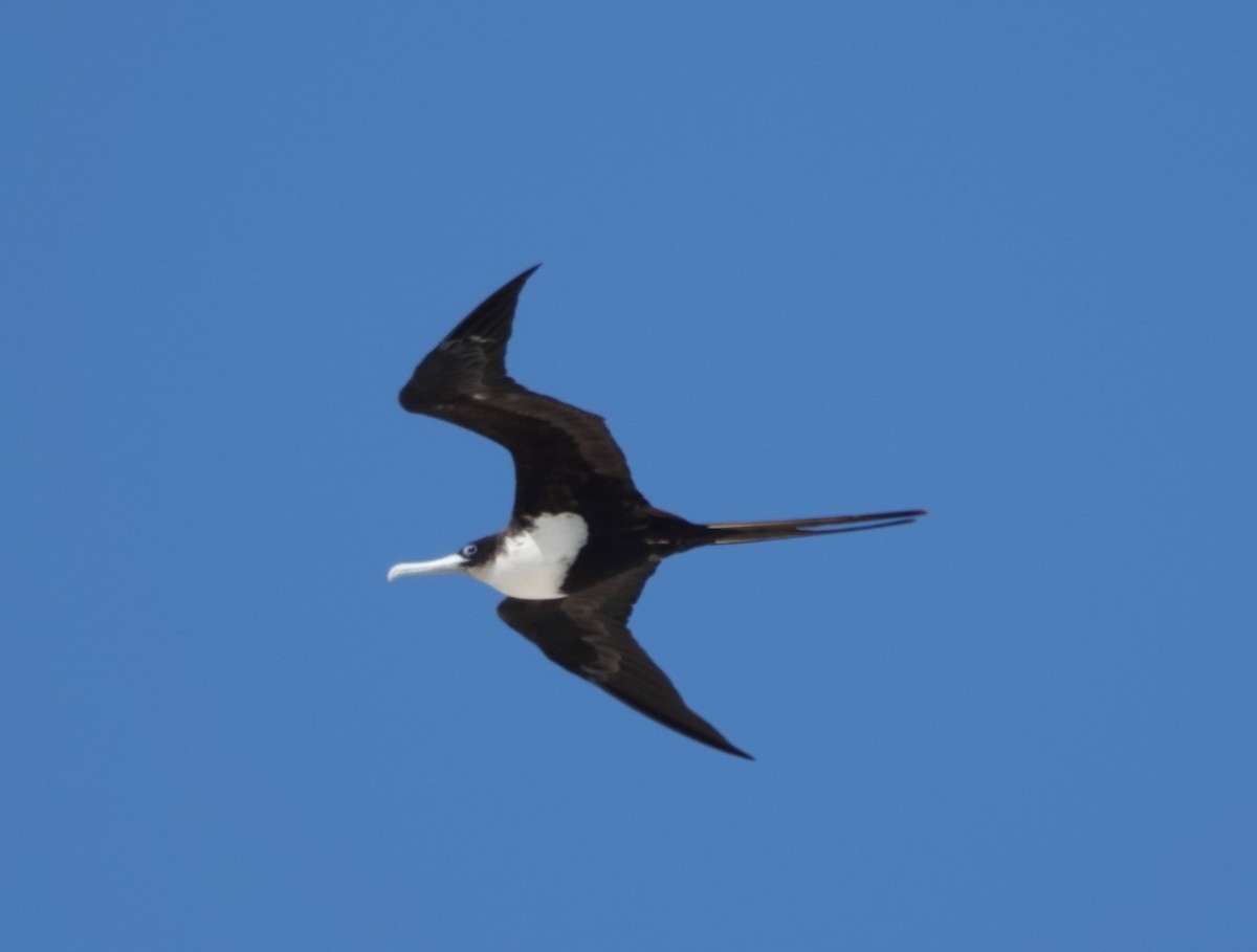 Great Frigatebird - ML644382845