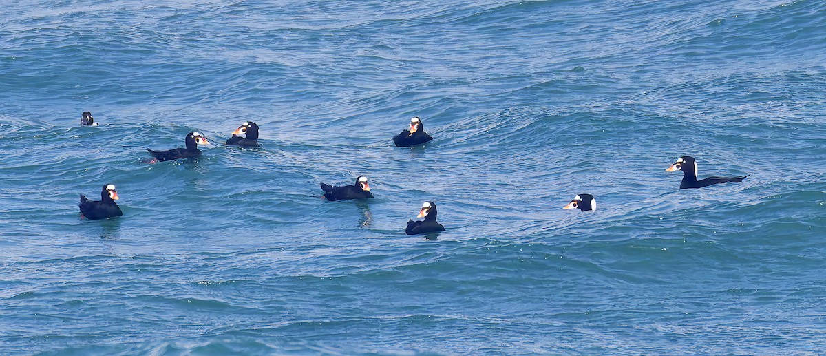 アラナミキンクロ - ML644382847