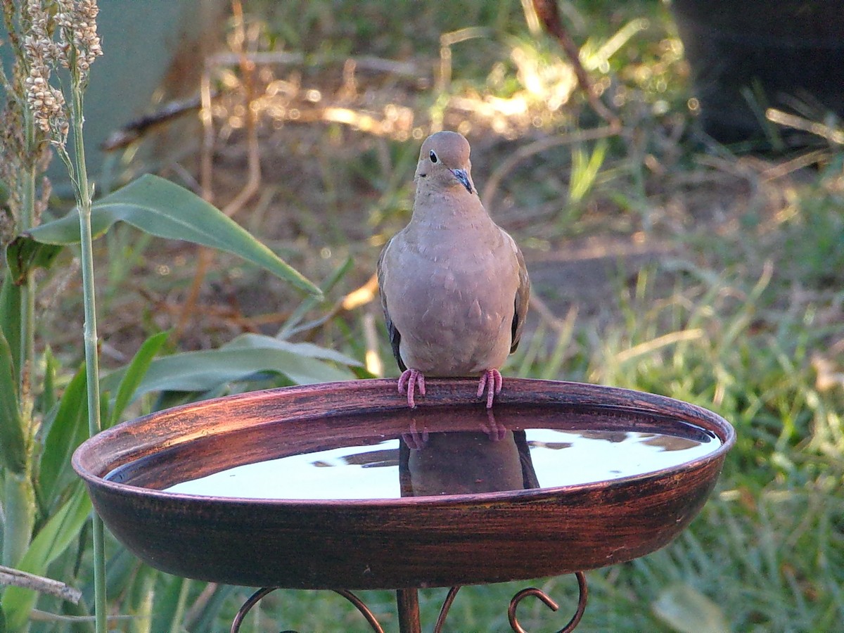 Zenaida Huilota - ML644382859