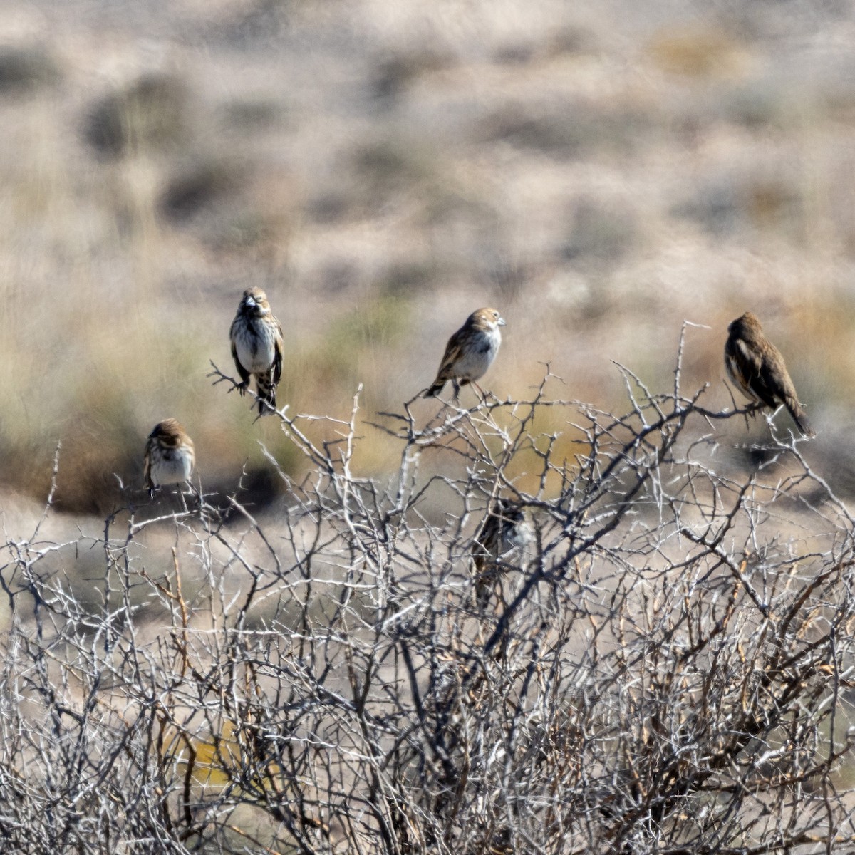 Lark Bunting - ML644382860