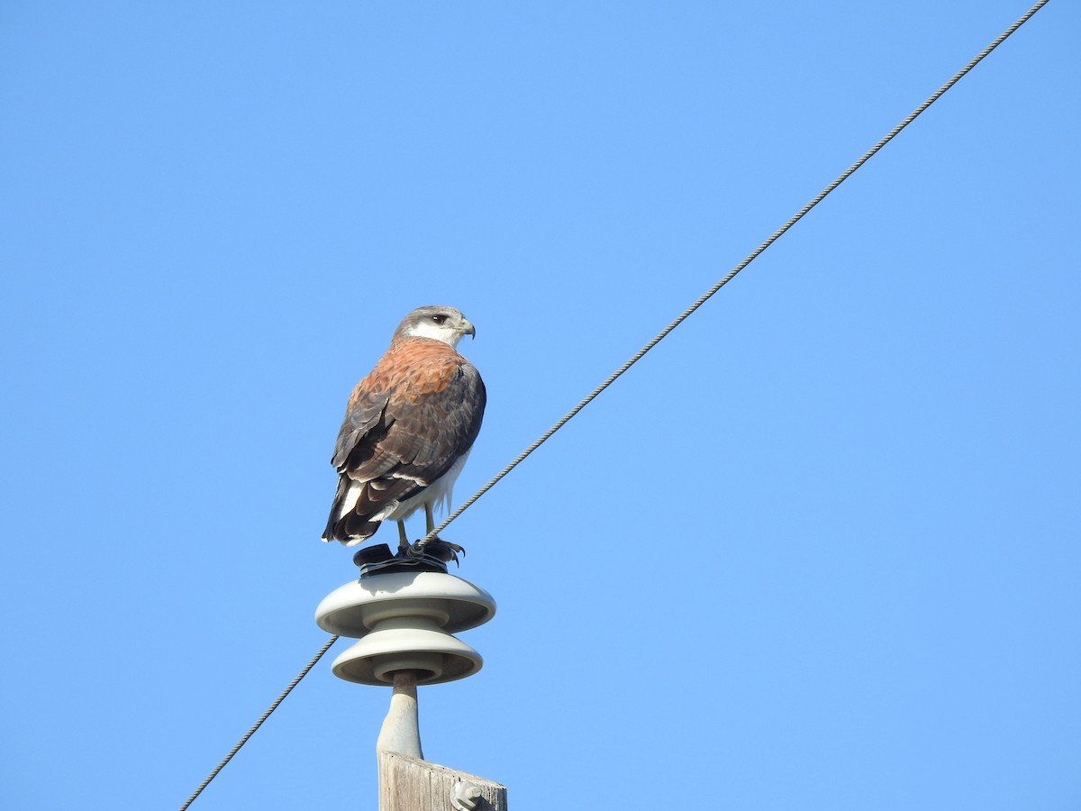 Variable Hawk - ML644382861