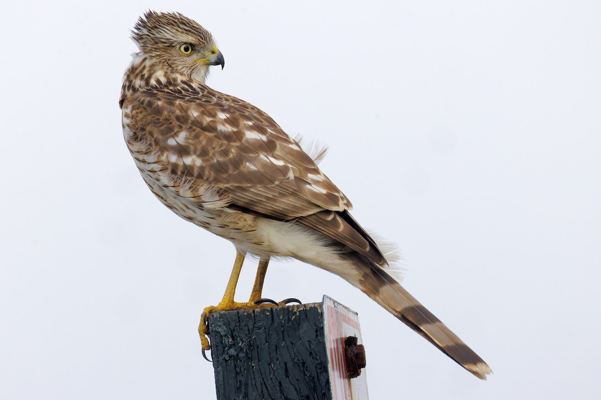 クーパーハイタカ - ML644382862