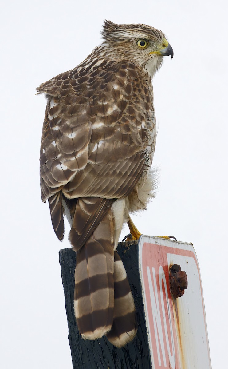 クーパーハイタカ - ML644382863