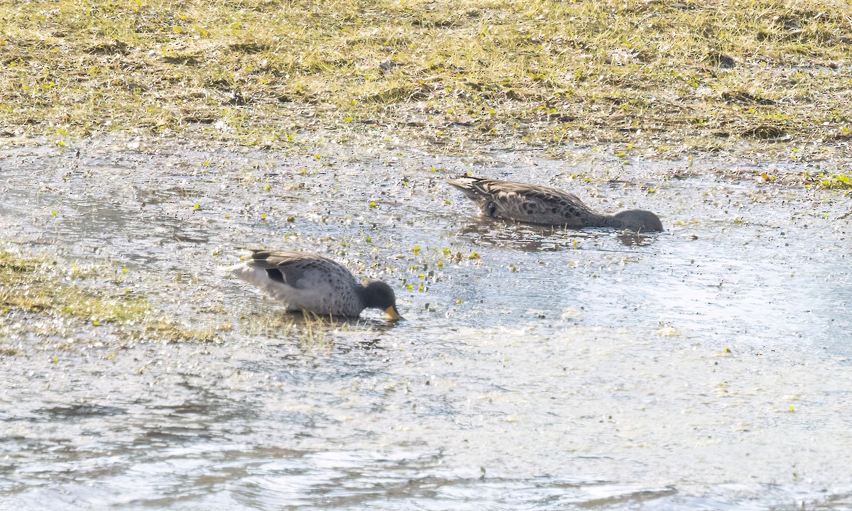 Sarcelle tachetée - ML644382869