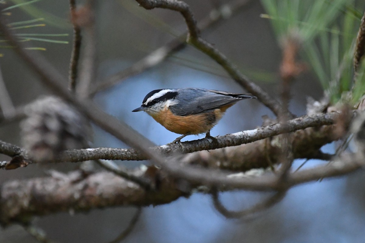 brhlík americký - ML644382880