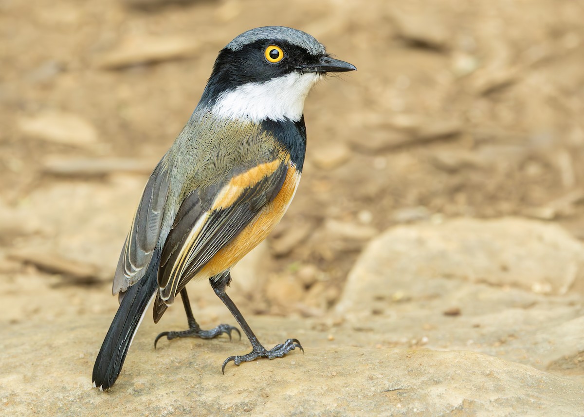 Cape Batis (Cape) - ML644382891