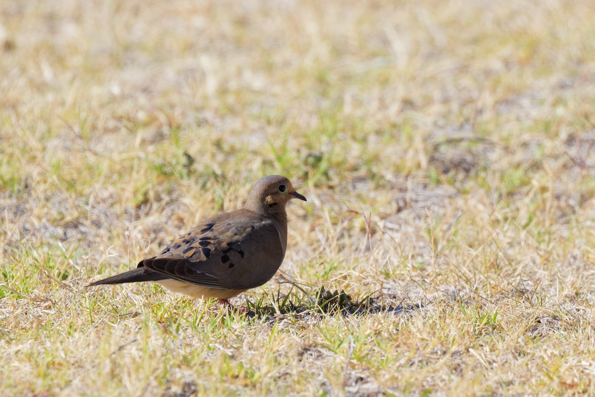 Zenaida Huilota - ML644382902