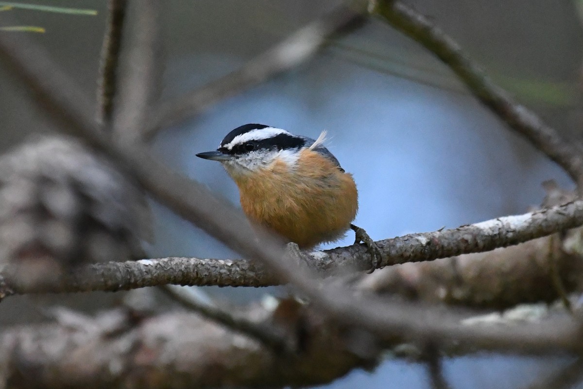 brhlík americký - ML644382904