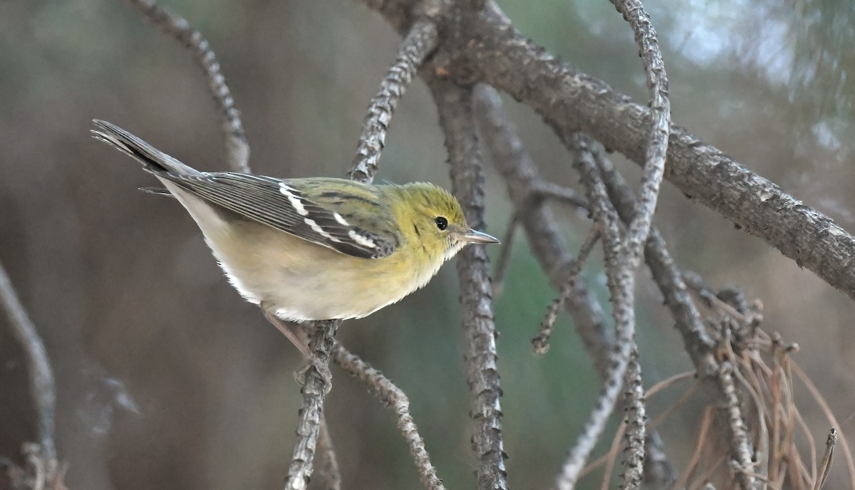 Пісняр-лісовик каштановий - ML644382907