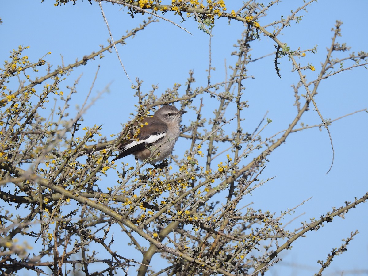 White-banded Mockingbird - ML644382909