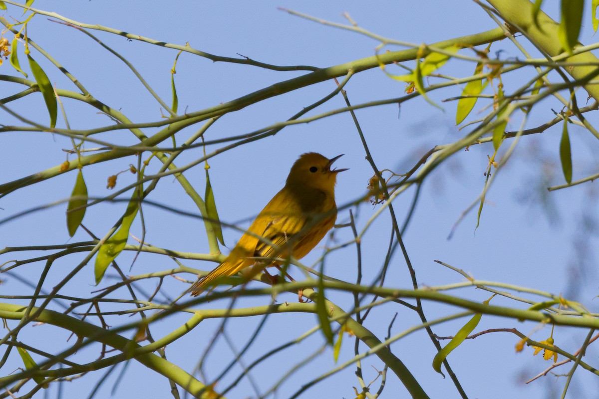 Northern Yellow Warbler - ML644382920