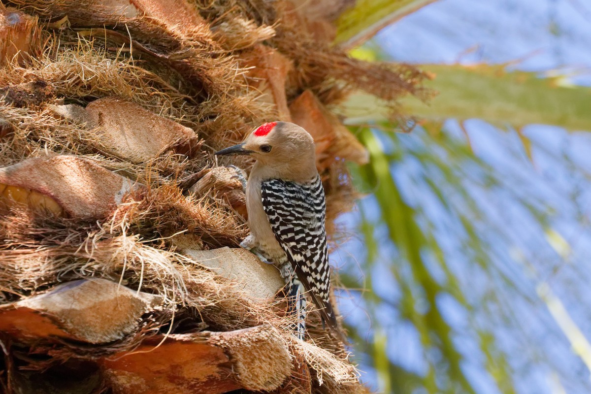 Pic des saguaros - ML644382922