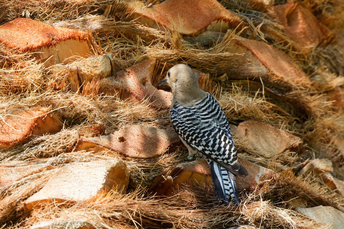 Pic des saguaros - ML644382923