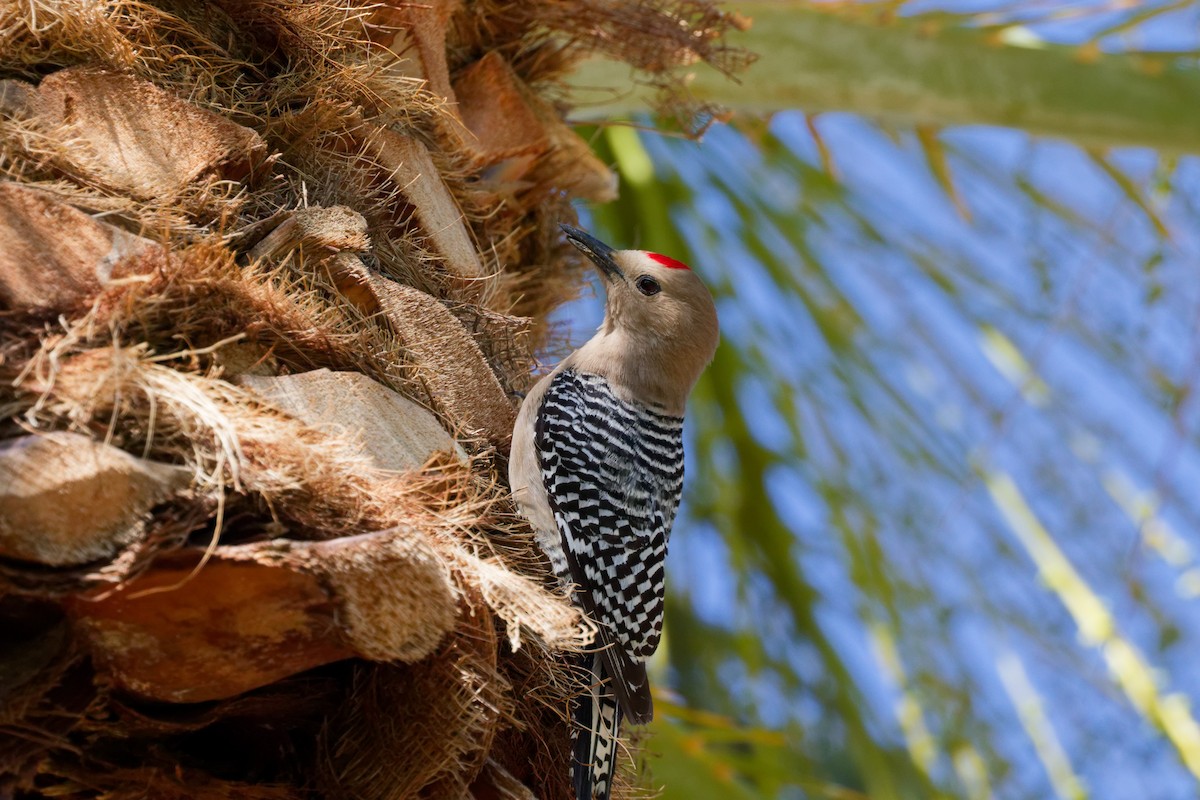 Pic des saguaros - ML644382924