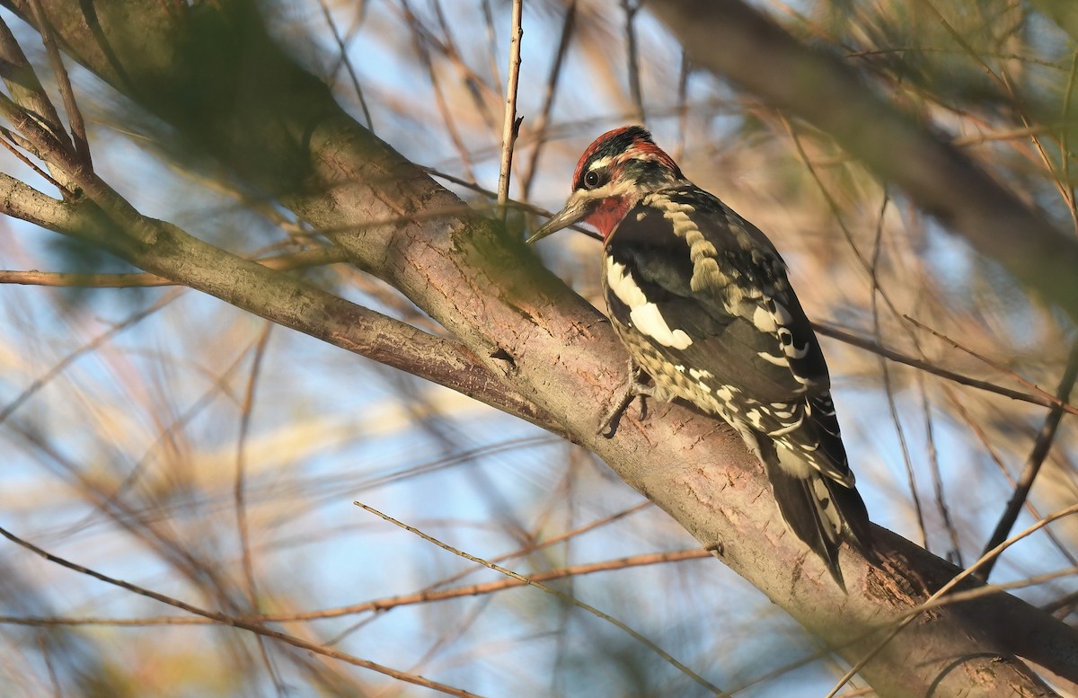 Дятел-смоктун білочеревий - ML644382930