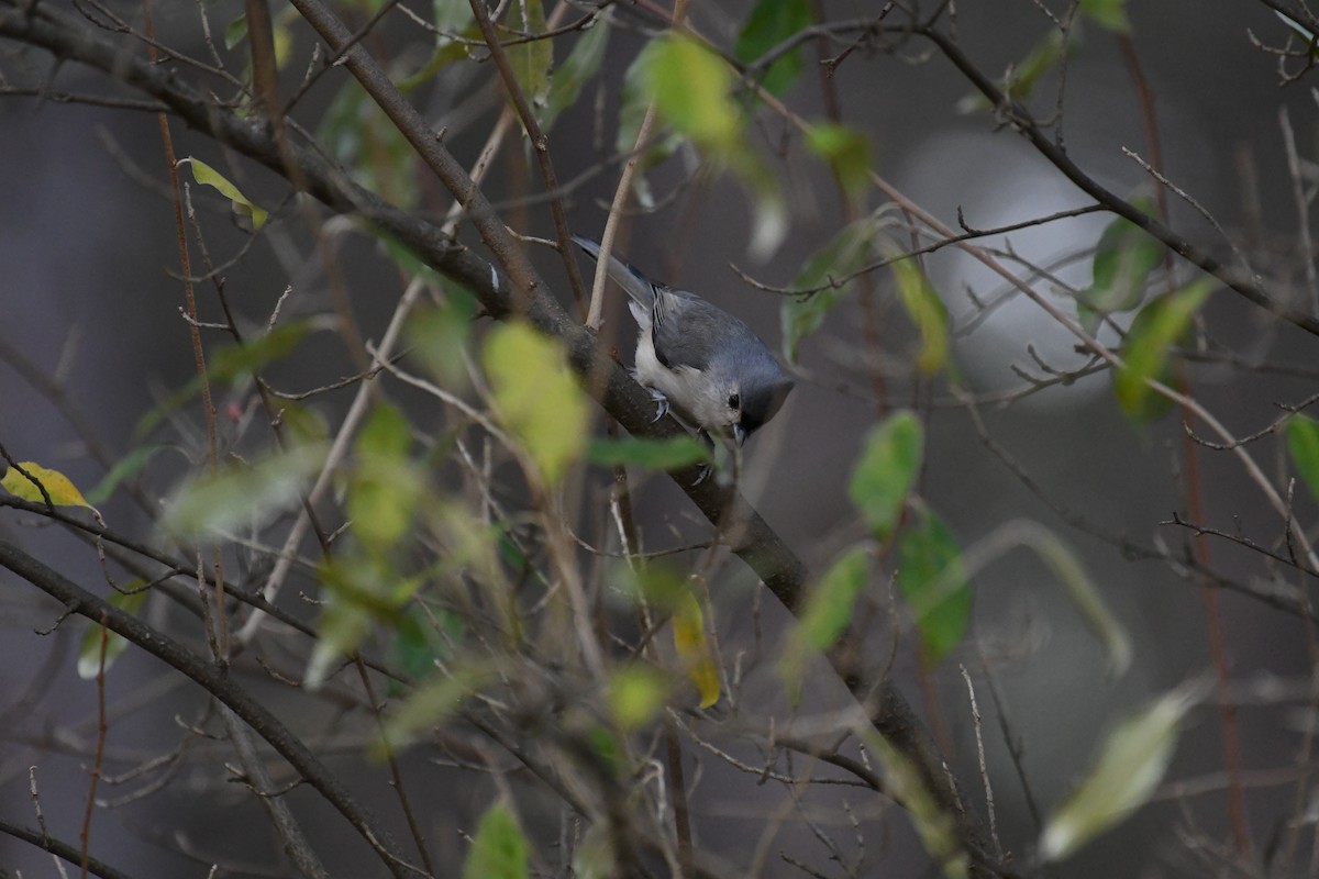 sýkora rezavoboká - ML644382945