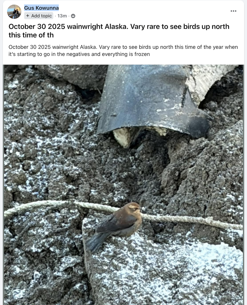 Rusty Blackbird - ML644382947