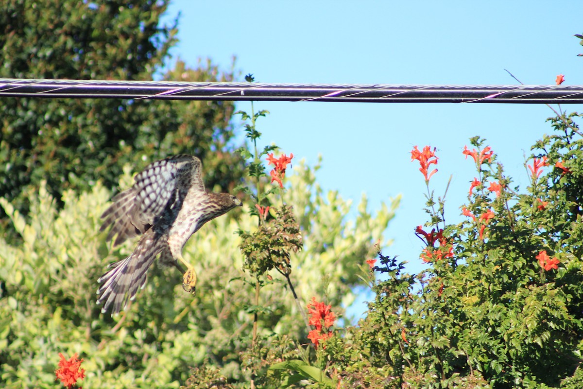 jestřáb americký - ML644382977