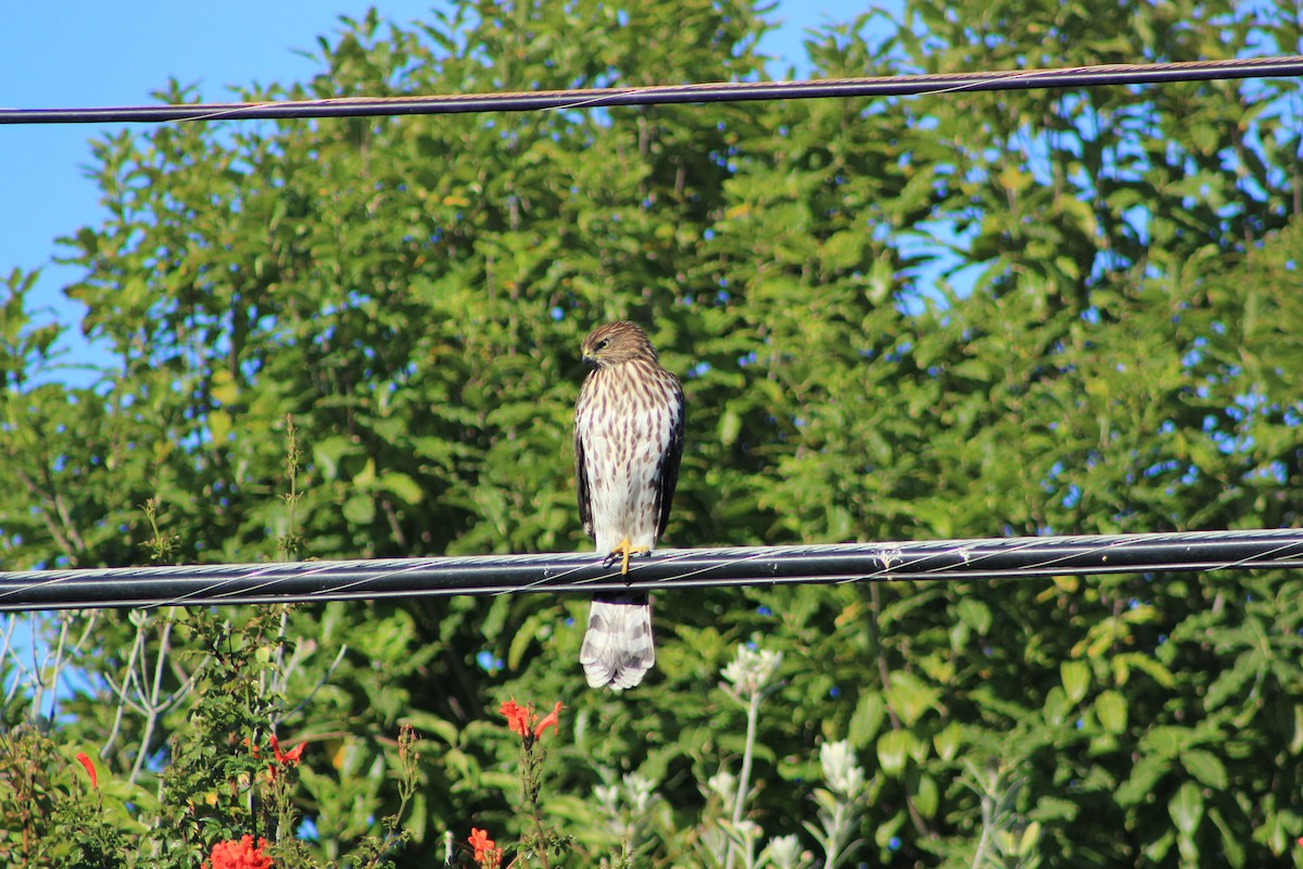 jestřáb americký - ML644382978