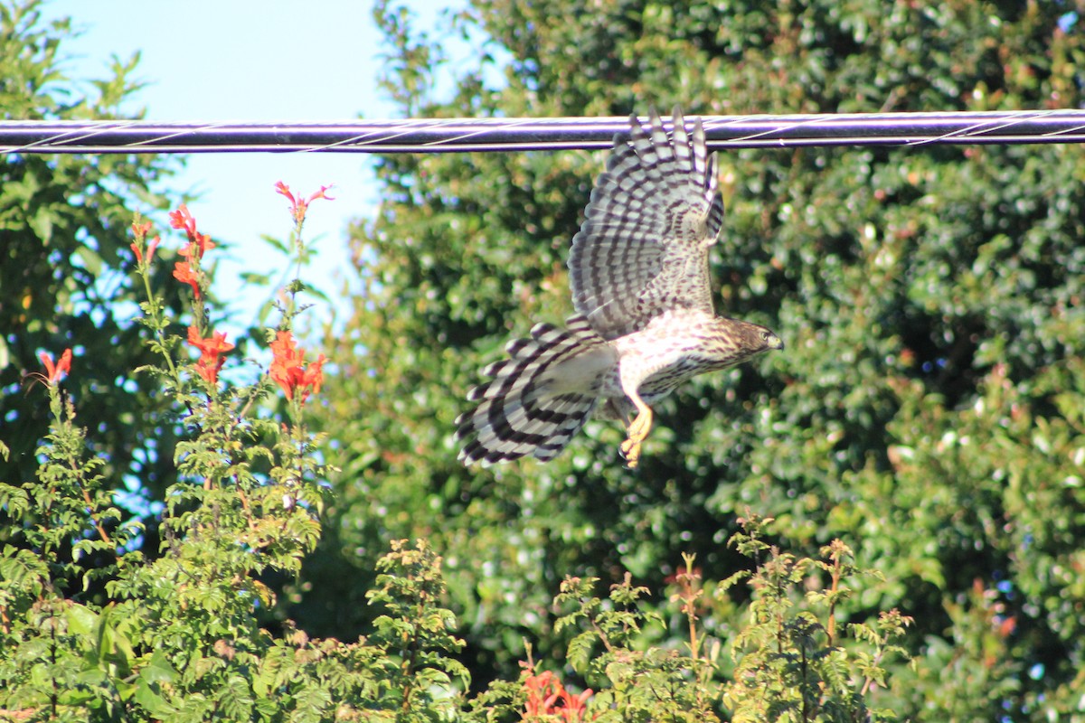 jestřáb americký - ML644382979