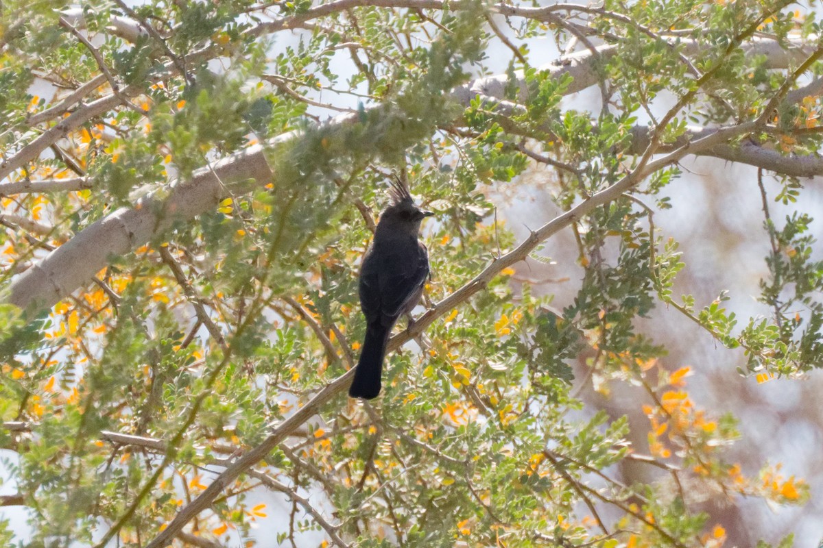 Phénopèple luisant - ML644382980