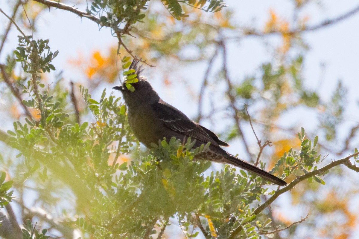 Phénopèple luisant - ML644382981