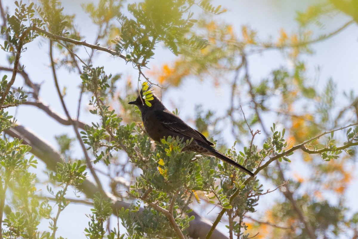 Phénopèple luisant - ML644382985