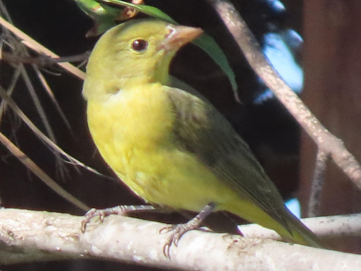 Scarlet Tanager - ML644382990