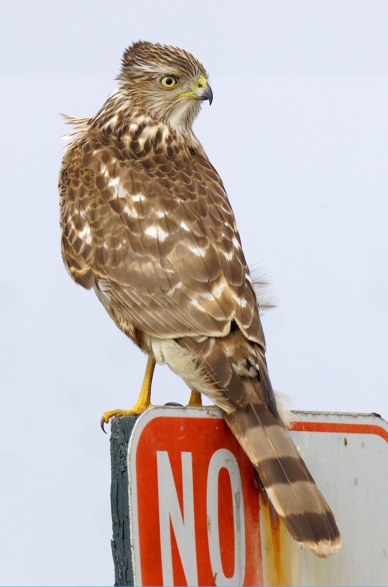 クーパーハイタカ - ML644382994