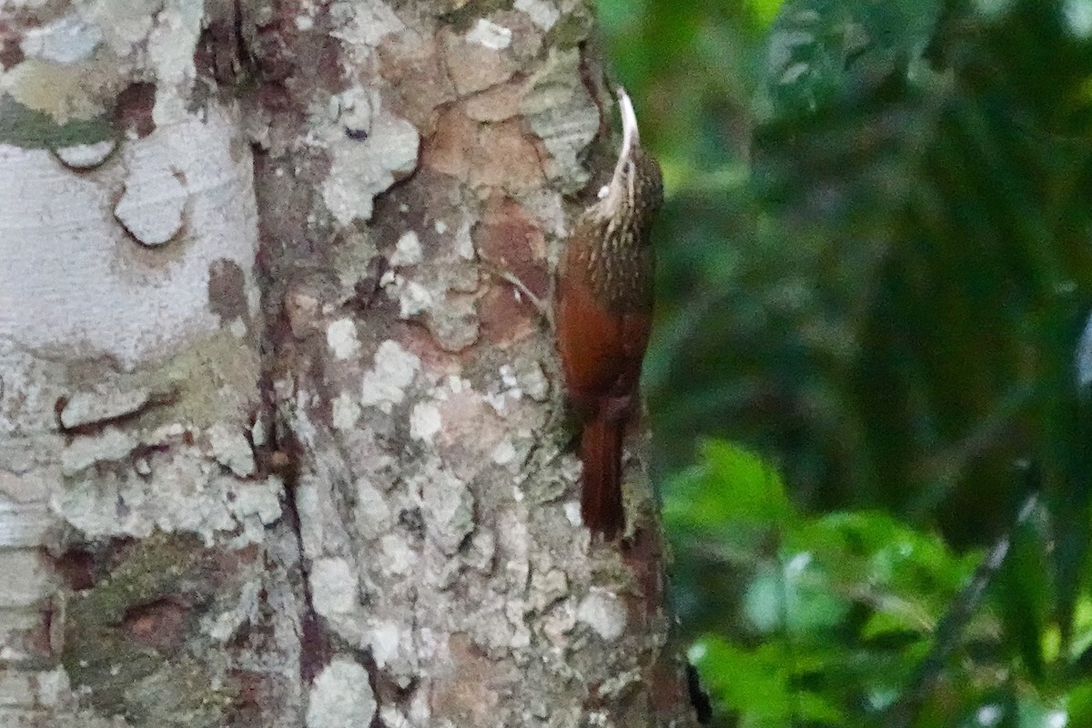 シロハシオニキバシリ - ML644382995