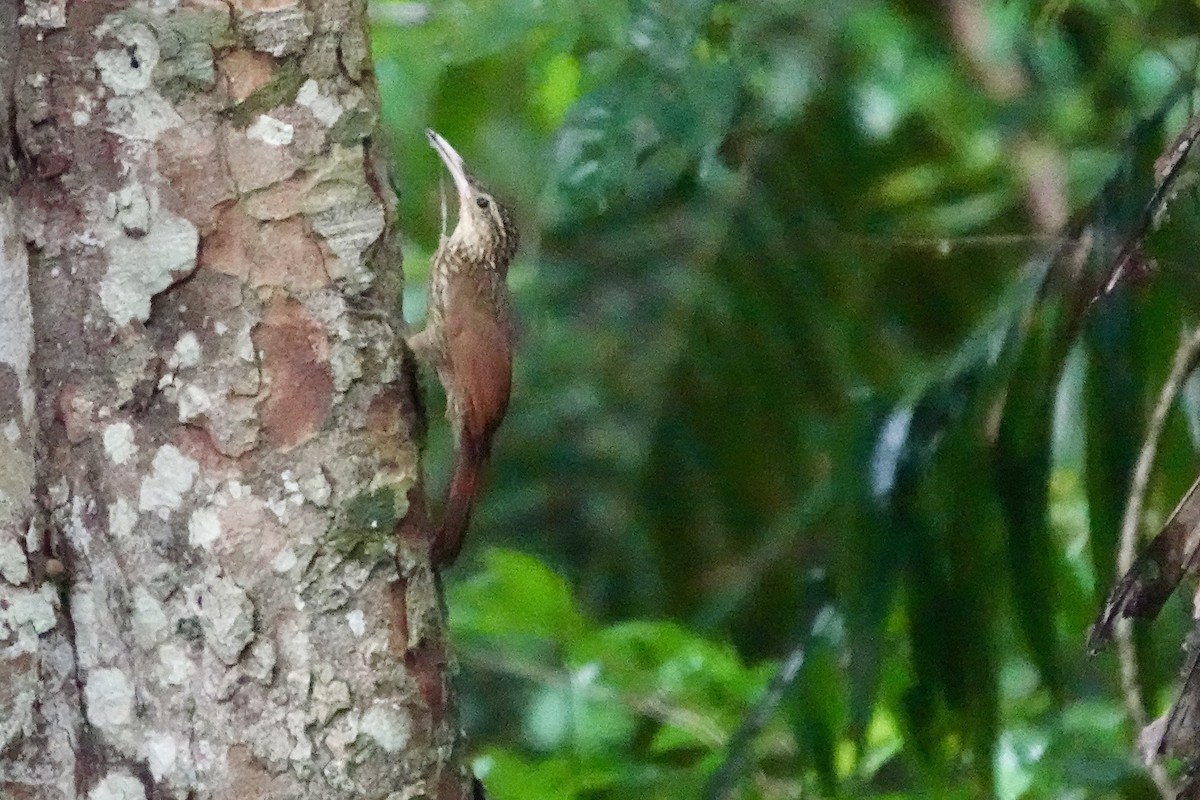 シロハシオニキバシリ - ML644382996