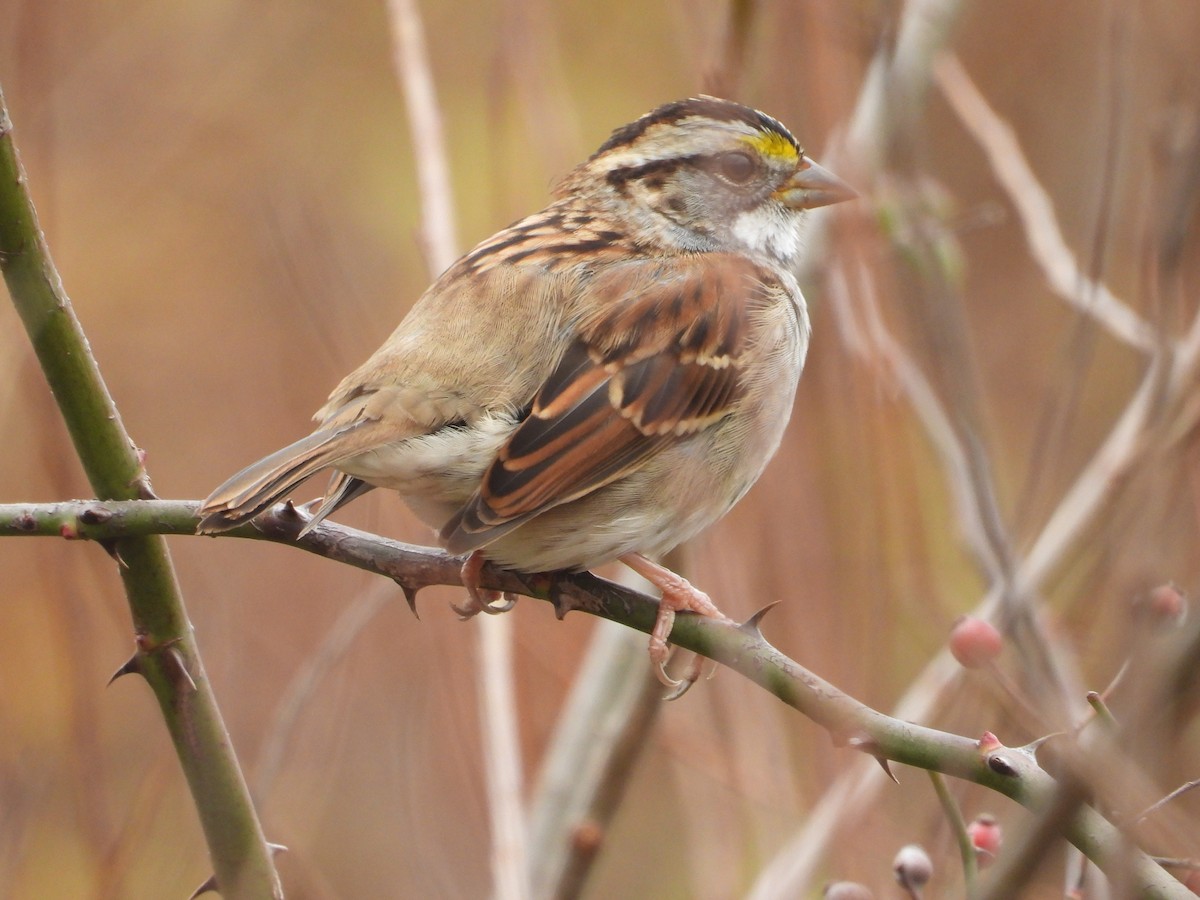 גיבתונית לבנת-גרון - ML644382997