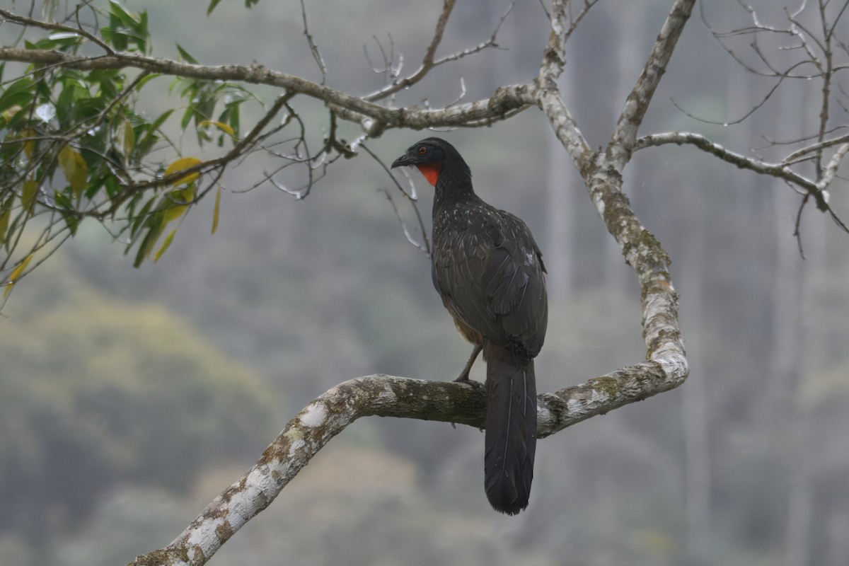 Pénélope yacouhou - ML644383002