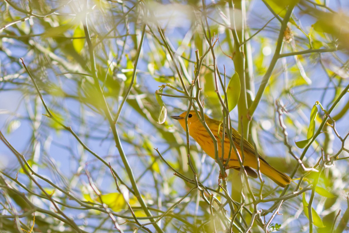 Northern Yellow Warbler - ML644383003
